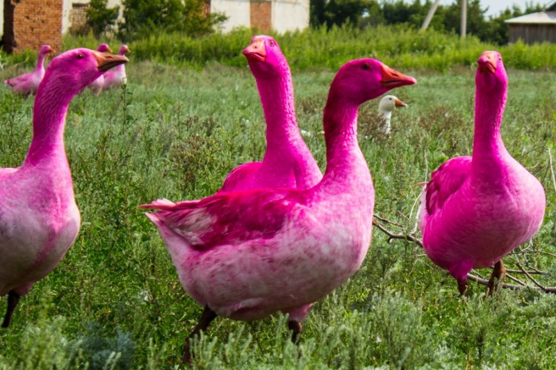 В Оренбуржье появились гуси-фламинго